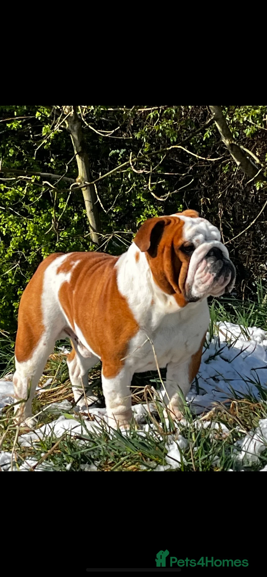 English Bulldog dogs for stud: UK CHAMPION 🏆 health tested.  in Bradford - Advert 1