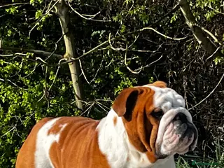 English Bulldog dogs UK CHAMPION 🏆 health tested. in Bradford - Advert 20
