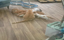 Mixed Breed cats for sale: Beautiful kittens  - Image 2