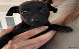Italian Greyhound dogs for sale: Beautiful Italian Greyhound puppies for sale  - Image 7