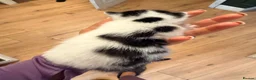 Mixed Breed cats for sale: Family home raised kittens  - Advert 4