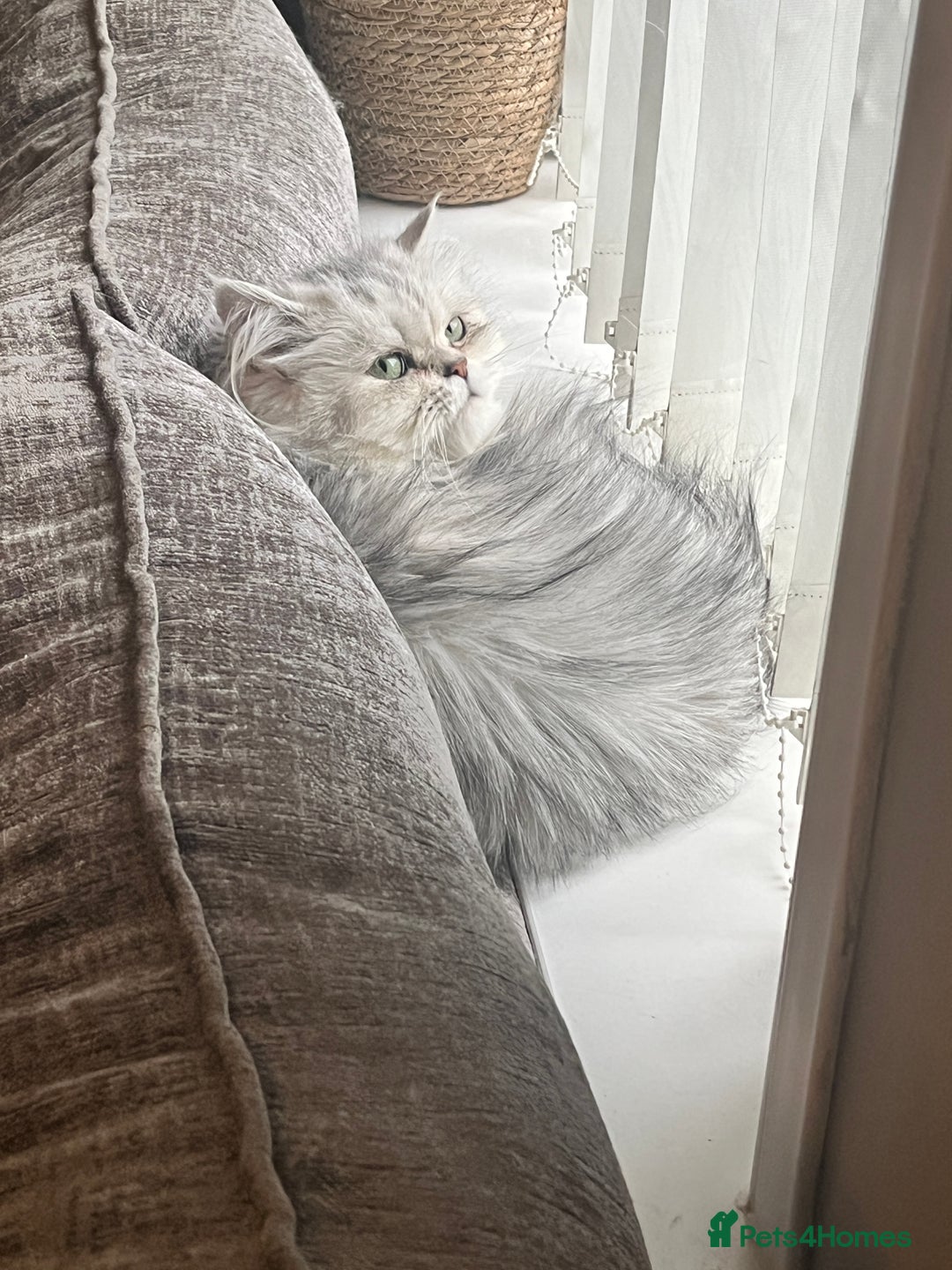 Persian cats for sale: Two Persian cats for sale - Image 5