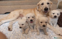 Golden Retriever dogs for sale: Golden Retriever Puppies - Mum & Dad family pets - Image 3