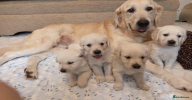 Golden Retriever dogs - Advert 15