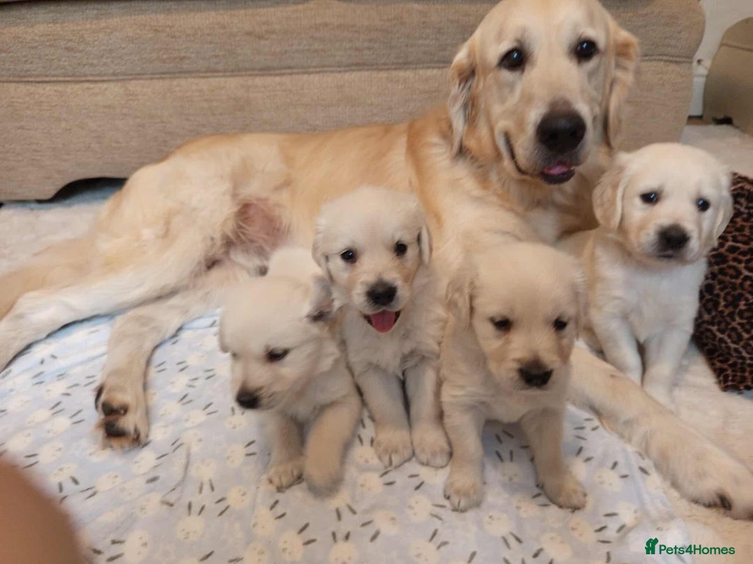 Golden Retriever dogs for sale: Golden Retriever Puppies - Mum & Dad family pets - Image 3