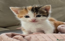 Mixed Breed cats for sale: Fluffy kittens - Image 3