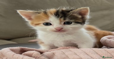 Mixed Breed cats - Advert 3