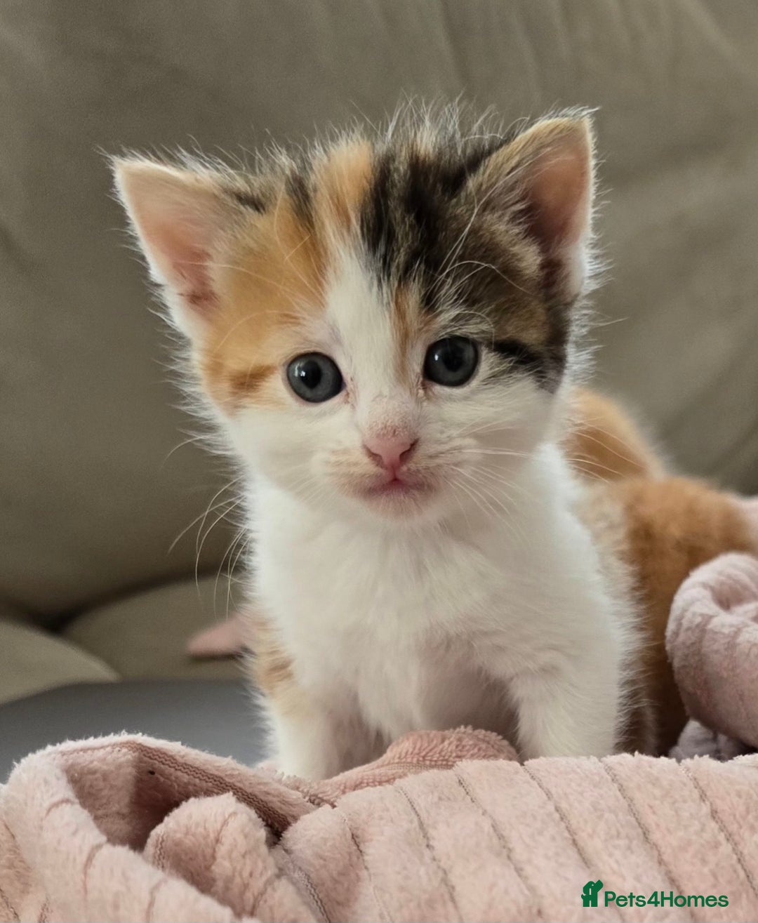 Mixed Breed cats for sale: Fluffy kittens - Image 3