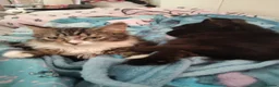 Mixed Breed cats for adoption: ❤️🐱 RAVEN & ❤️🐱 PENNY – TWO BEST FRIENDS - Advert 4