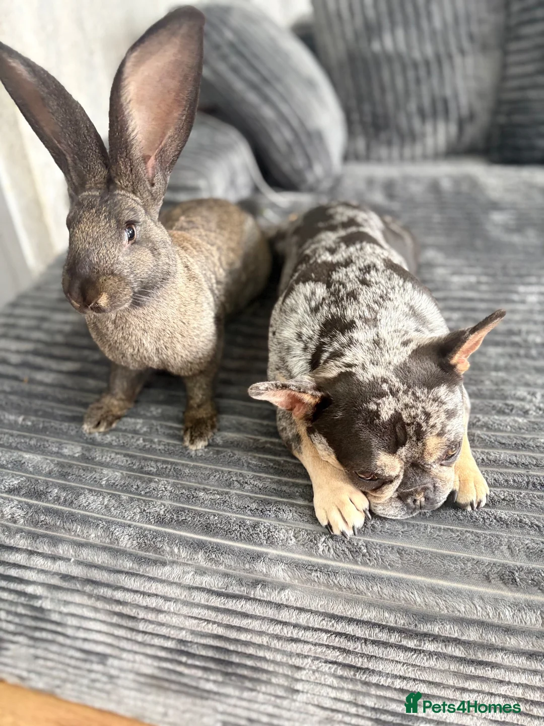 Continental Giant rabbits for sale: 6 months old female continental rabbit in Nuneaton - Advert 2