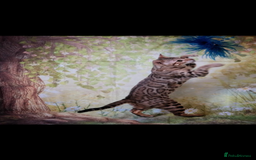 Bengal cats for sale: 😻🐱 Cherry Blossom 🍒 Neutered female - Image 6