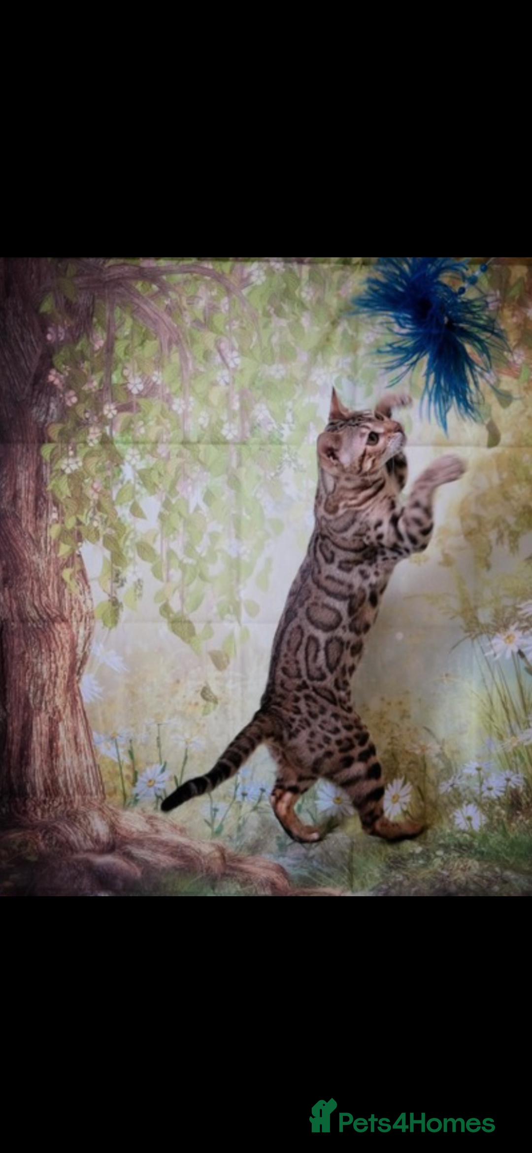Bengal cats for sale: 😻🐱 Cherry Blossom 🍒 Neutered female - Image 6