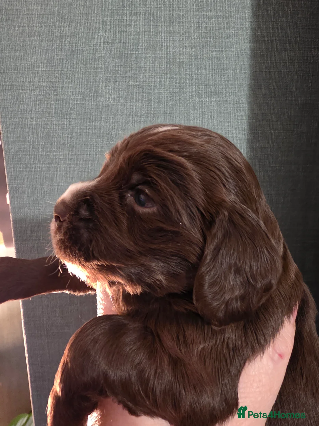 Cocker Spaniel dogs for sale: Choc roan cocker spaniel pups  - Advert 25