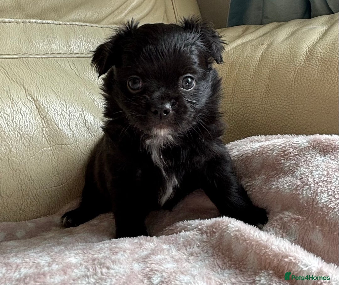 Chihuahua dogs for sale: 3 long haired Chihuahua puppies - Image 8