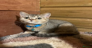 British Shorthair cats - Advert 16