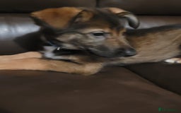 Mixed Breed dogs for sale: Collie x German Shepherd pups - Image 3