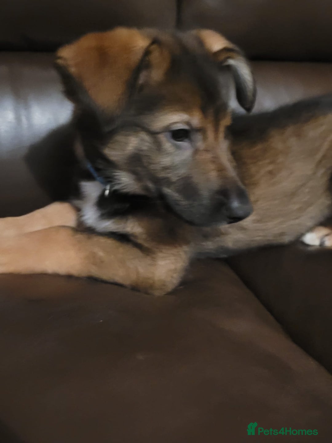 Mixed Breed dogs for sale: Collie x German Shepherd pups - Image 3