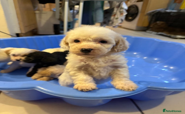 Cockapoo dogs - Advert 2