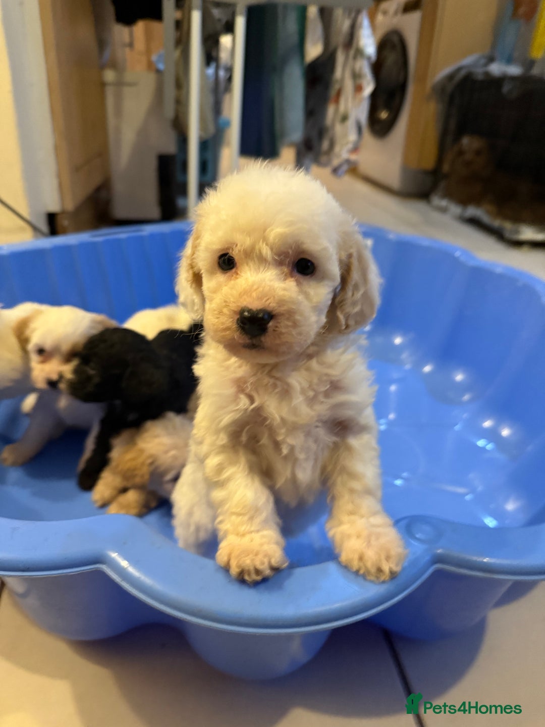 Miniature Poodle Puppies for sale in Weymouth, Dorset Pets4Homes - Main Image