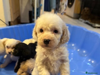 Cockapoo dogs - Advert 15