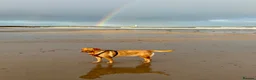 Labrador Retriever dogs for sale: Beautiful fox red Labrador pups for sale  - Advert 1