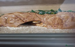 Corn Snake reptiles for sale: Adult corn snakes - Image 2