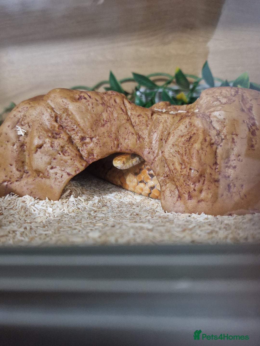 Corn Snake reptiles for sale: Adult corn snakes - Image 2