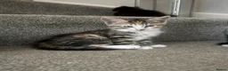 Mixed Breed cats for sale: Gorgeous kittens, mum is half rag doll. in Preston - Advert 8