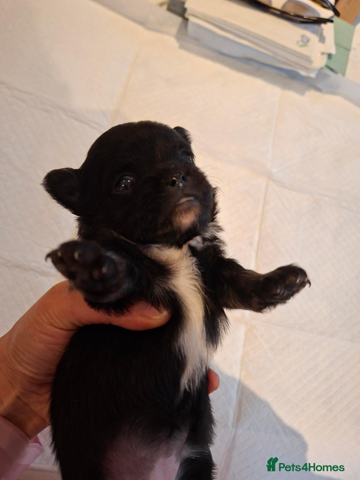 Chihuahua dogs Little puppy - Advert 1