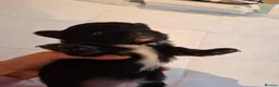 Chihuahua dogs for sale: Little puppy - Advert 1