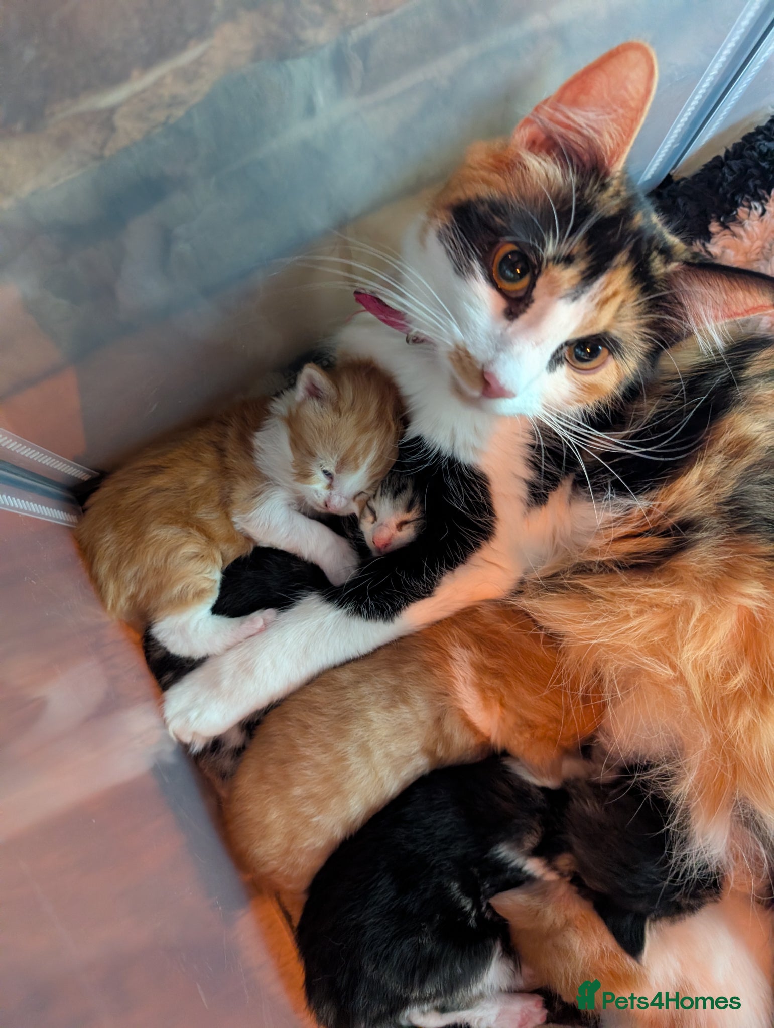 Turkish Angora cats for sale: Turkish Angora Mix boys  - Advert 4