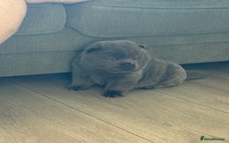 Chow Chow dogs for sale: Quality chow chow pups - Image 28