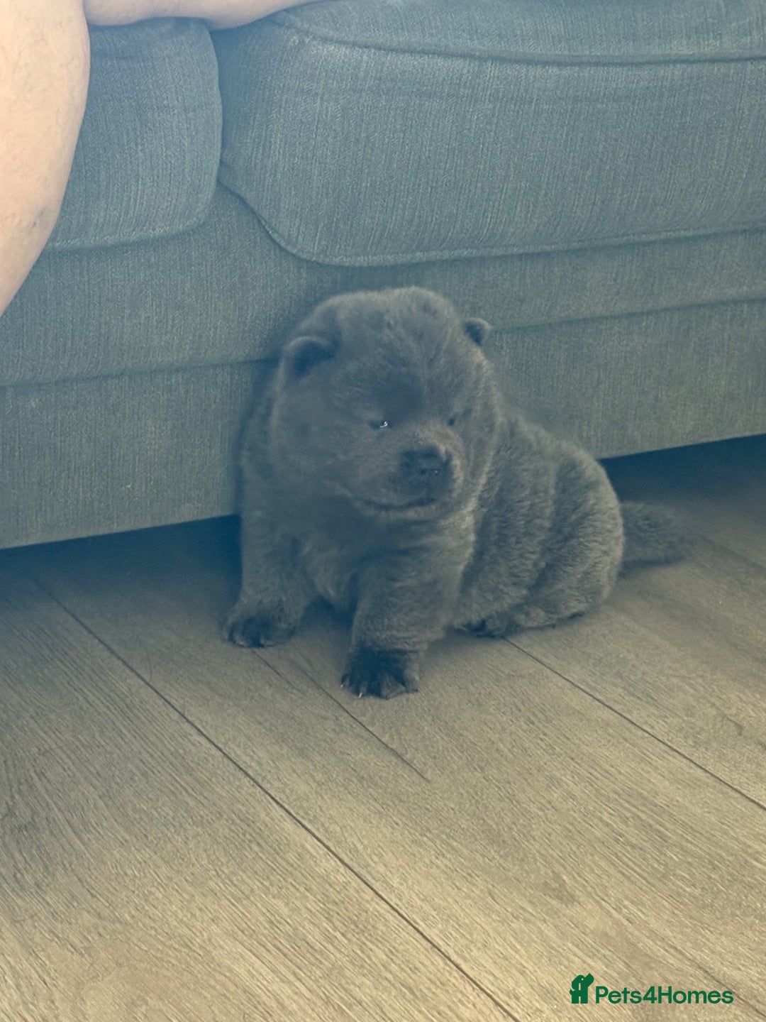 Chow Chow dogs for sale: Quality chow chow pups - Image 28