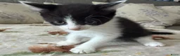Mixed Breed cats for sale: 4 adorable kittens  - Advert 3