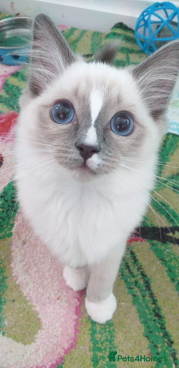 Ragdoll cats Beautiful Pure Breed Ragdoll Girls  - Advert 2