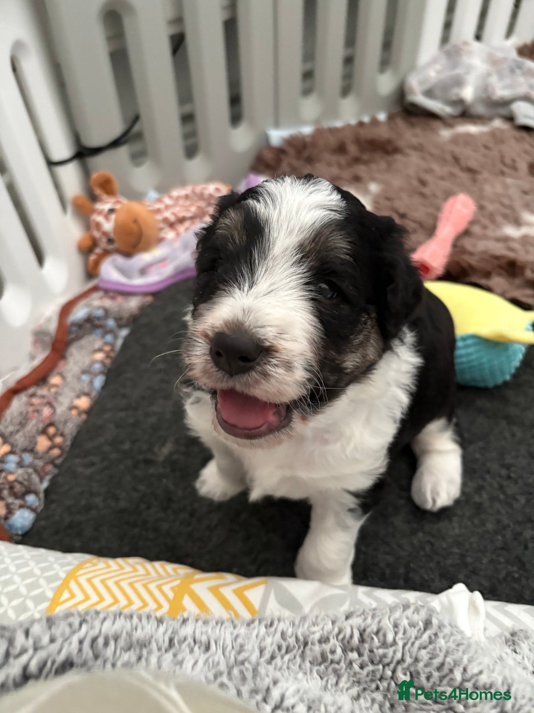 Bordoodle dogs for sale: Bordoodle Pups - Image 7