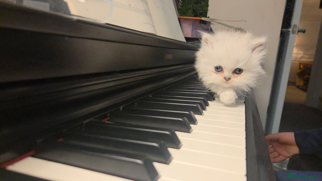 Persian cats for sale: Silvertip Chinchilla Persian- Boy & Girl Available - Advert 23