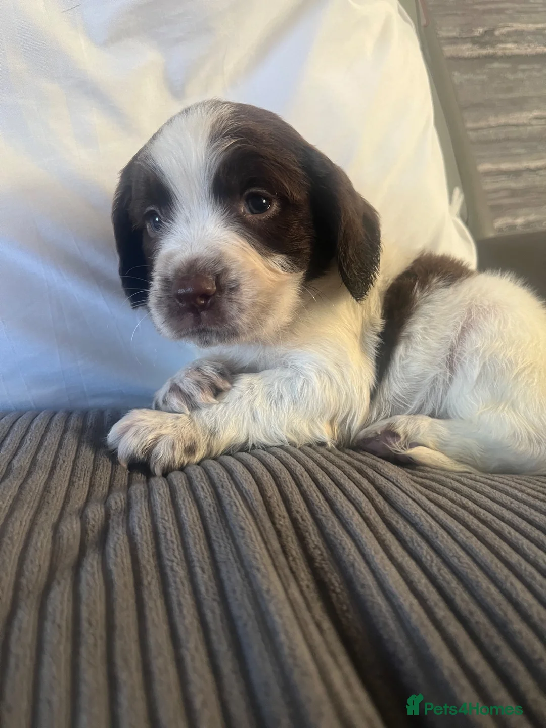 Cocker Spaniel dogs for sale: 7 beautiful cocker spaniel puppies for sale  - Advert 14