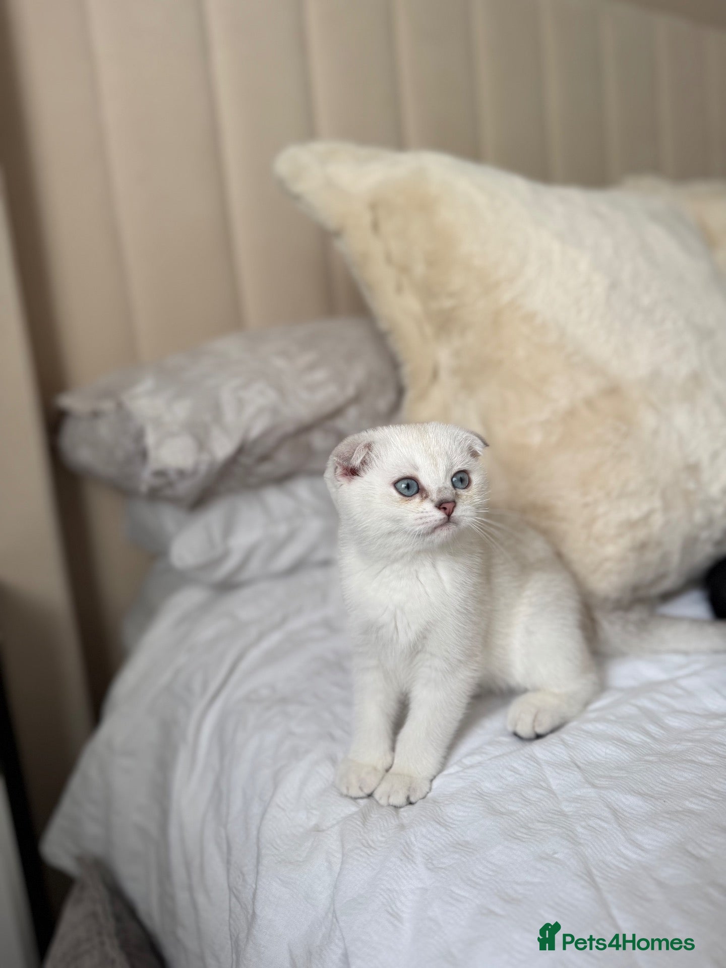 Scottish Fold cats Silver chinchilla Scottish folds  - Advert 15