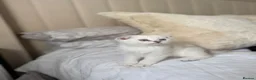 Scottish Fold cats for sale: Silver chinchilla Scottish folds  - Advert 1