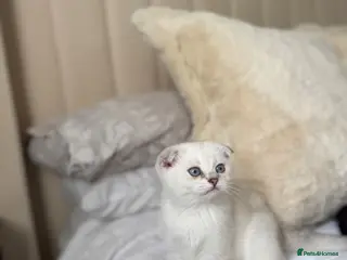 Scottish Fold cats Silver chinchilla Scottish folds - Advert 3