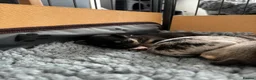 Chihuahua dogs for sale: Gorgeous Rare Chihuahua Puppies  - Advert 6
