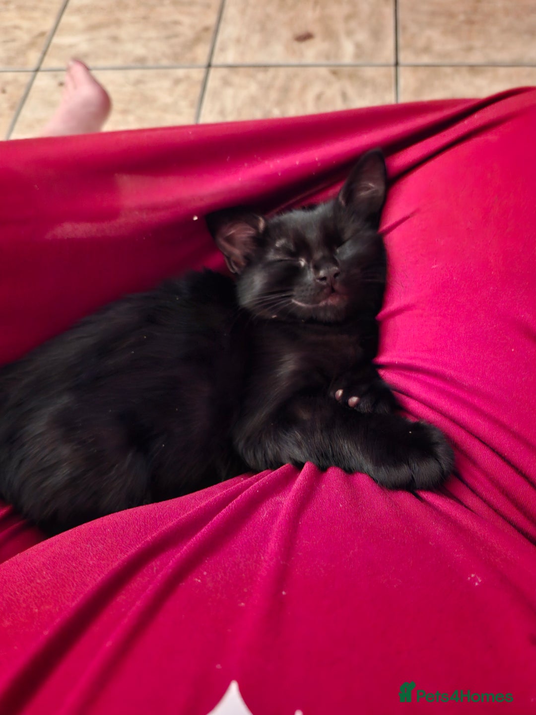Mixed Breed cats for sale: Kittens for sale - Image 2