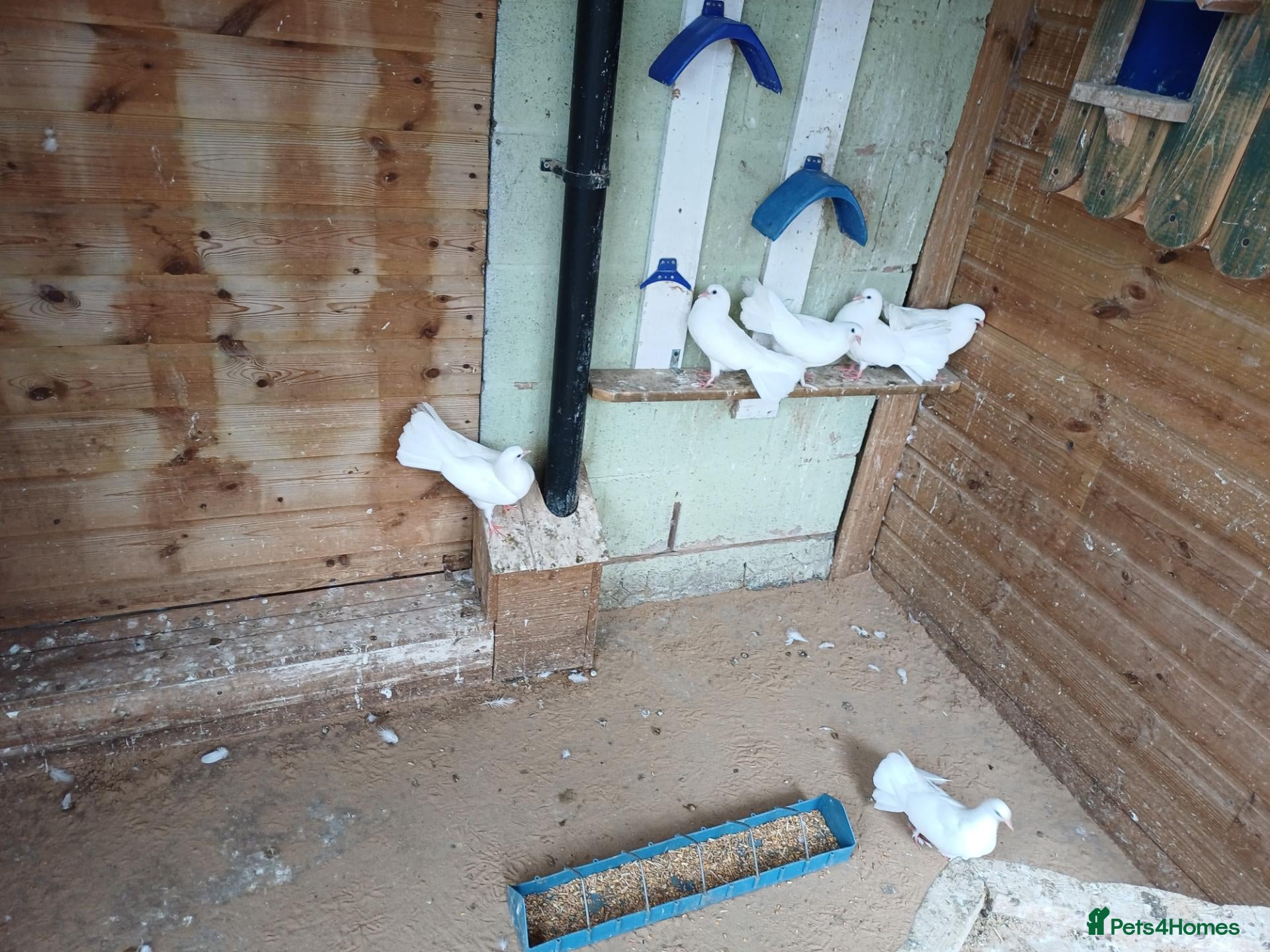 Doves birds white fantailed doves - Advert 1