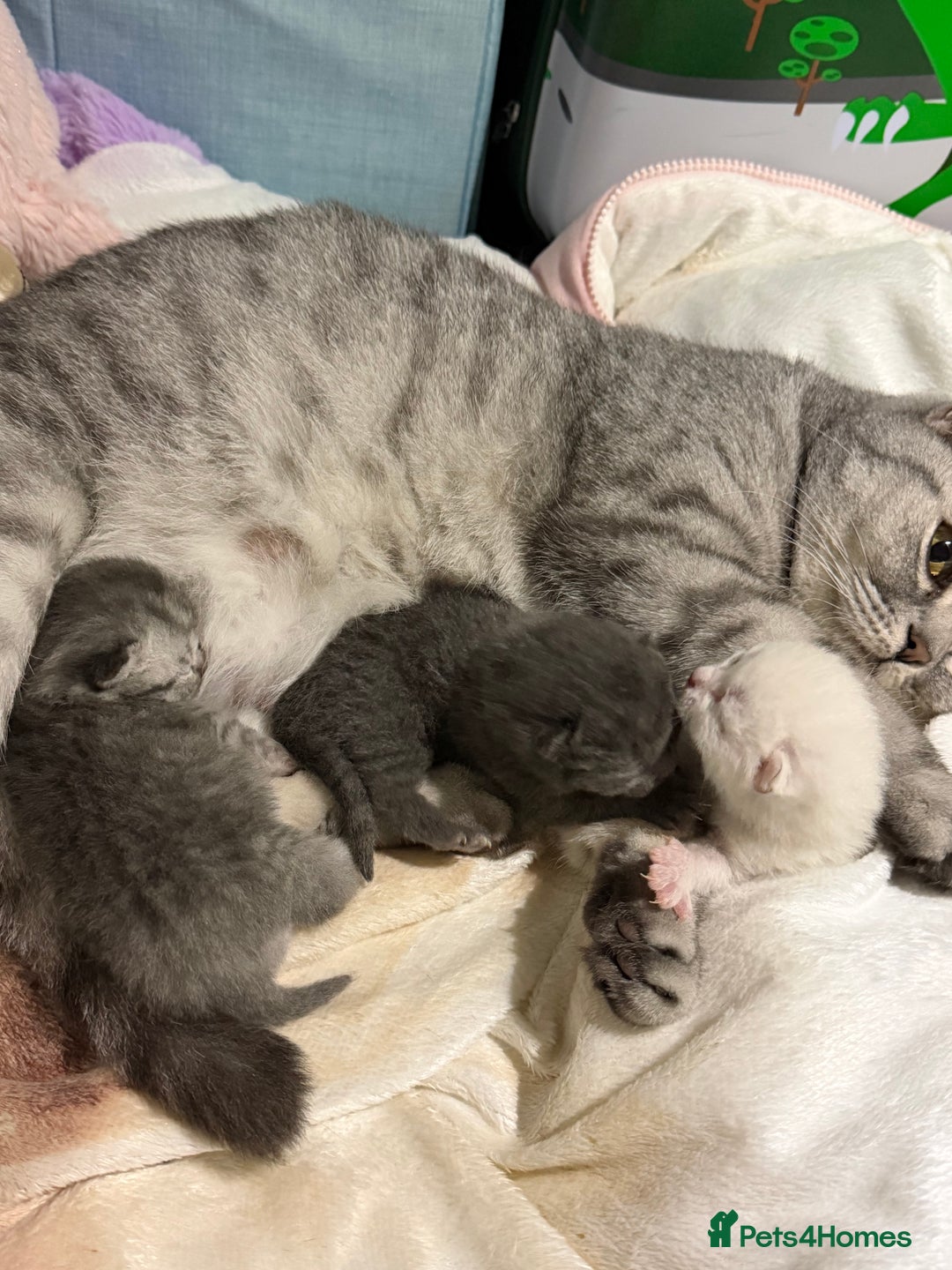 British Shorthair cats for sale: British Shorthair vs Scottish Fold  - Advert 8