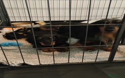 Miniature Dachshund dogs for sale: Handsome quality long haired male available  - Image 17