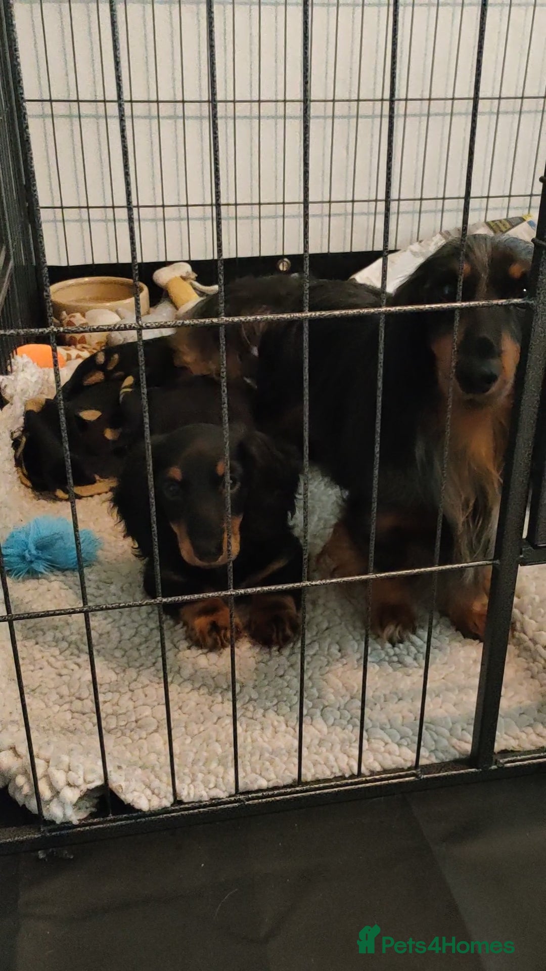 Miniature Dachshund dogs for sale: Handsome quality long haired male available  - Image 17