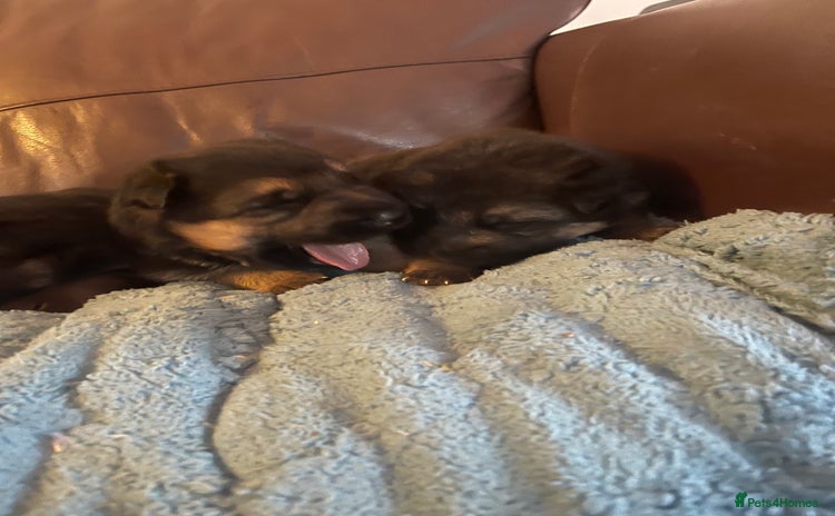 German Shepherd dogs - Advert 6