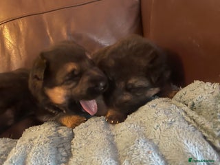 German Shepherd dogs - Advert 5