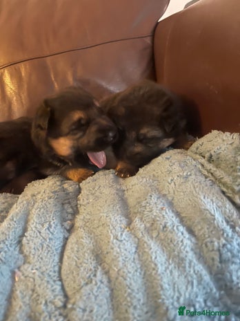 German Shepherd dogs - Advert 4